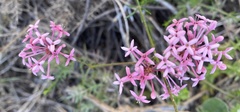 Asperula hirsuta