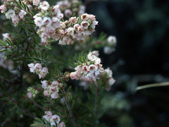 Erica curvirostris