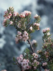 Erica curvirostris