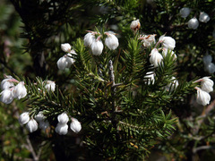 Erica triflora