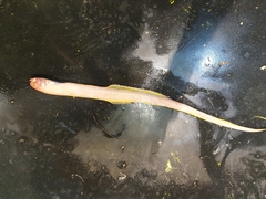 Cepola macrophthalma
