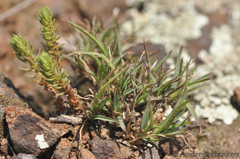 Crassula lanceolata transvaalensis