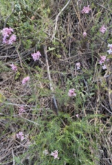 Asperula hirsuta