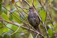 Poodytes punctatus vealeae