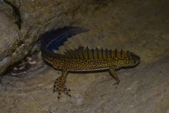 Ommatotriton ophryticus