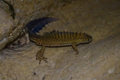 Ommatotriton ophryticus