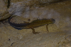 Ommatotriton ophryticus