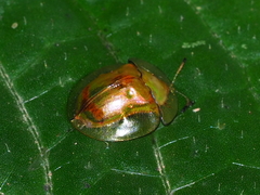 Aspidimorpha denticollis