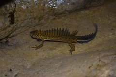 Ommatotriton ophryticus