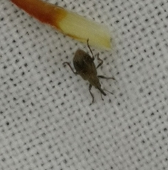 Trichopterapion holosericeum