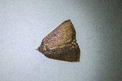 Authaemon stenonipha