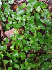 Hydrocotyle dichondroides