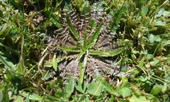 Plantago triandra