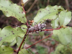 Hexatricha pulverulenta