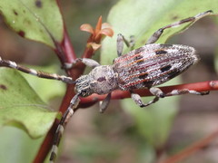 Hexatricha pulverulenta
