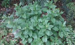 Senecio rufiglandulosus