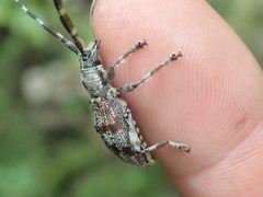 Hexatricha pulverulenta