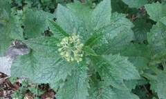 Senecio rufiglandulosus