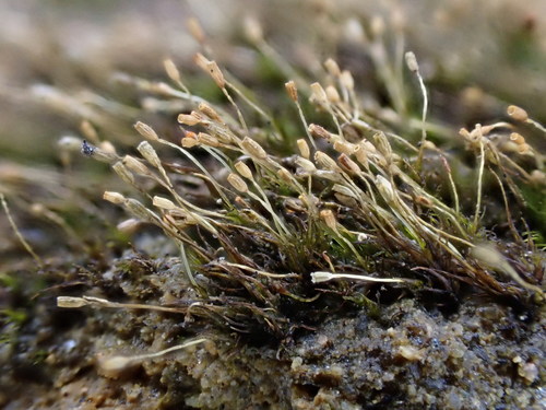 Brachydontium