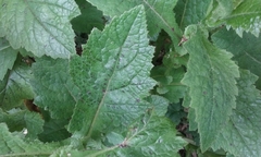Senecio rufiglandulosus
