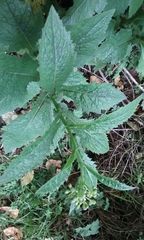 Senecio rufiglandulosus