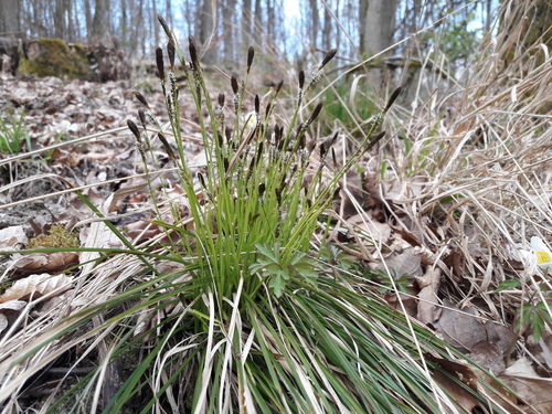 Carex umbrosa Host