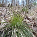 Carex umbrosa - Photo (c) arthur_haendler, some rights reserved (CC BY-NC)