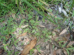 Hydrocotyle moschata moschata