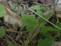 Hydrocotyle moschata moschata