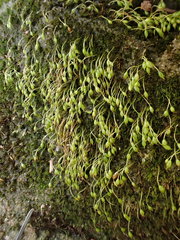 Blindiadelphus recurvatus