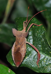 Prionolomia gigas