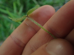Hydrocotyle moschata moschata