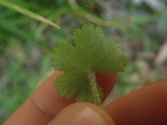 Hydrocotyle moschata moschata