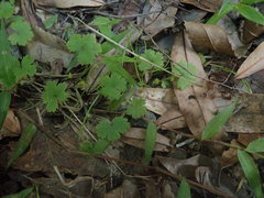 Hydrocotyle moschata moschata