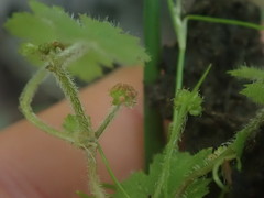 Hydrocotyle moschata moschata