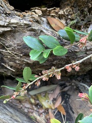 Vaccinium emarginatum
