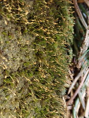 Brachydontium trichodes