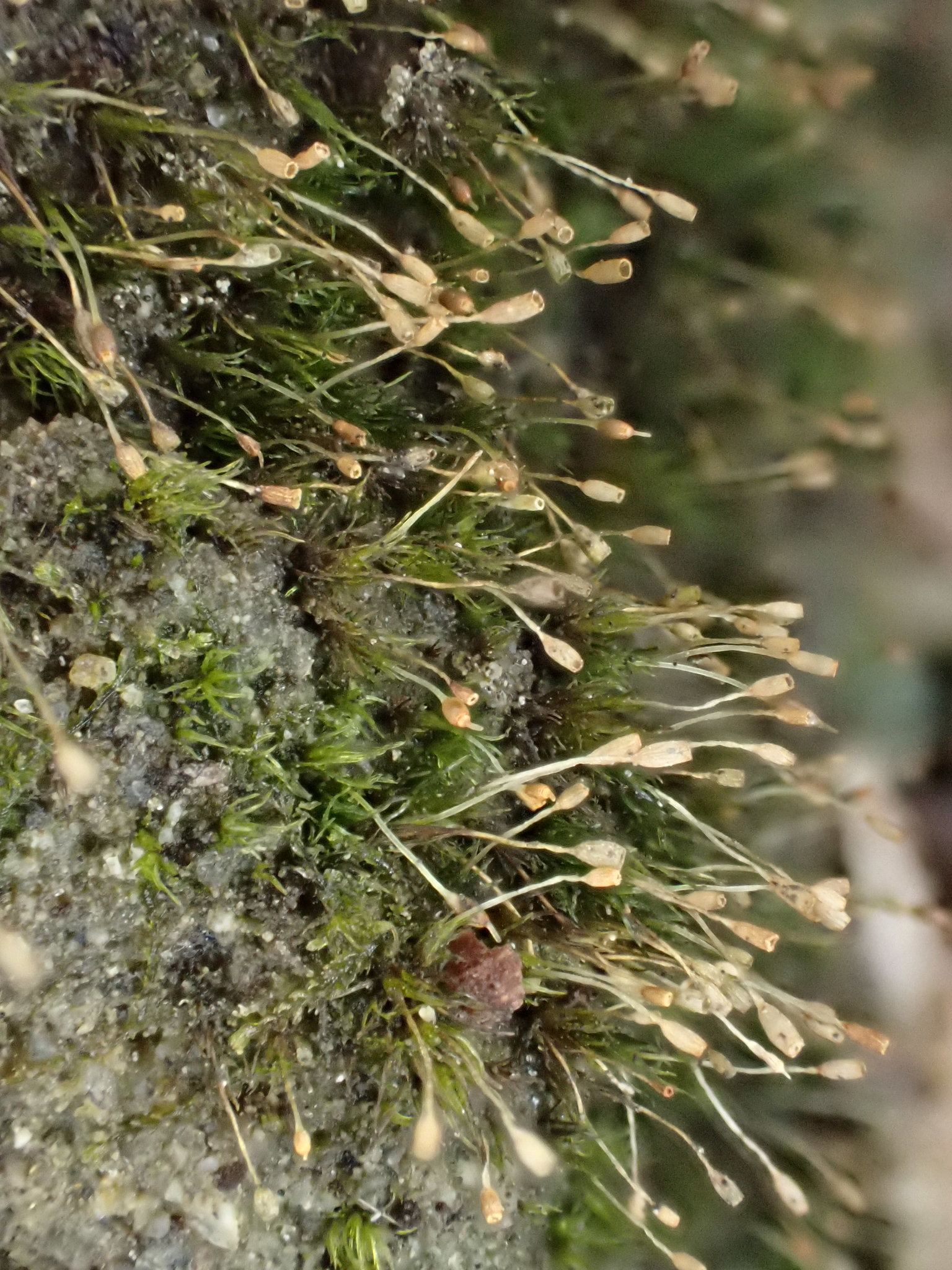 Brachydontium trichodes