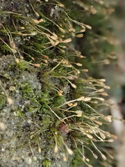 Brachydontium trichodes