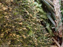 Brachydontium trichodes