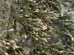 Brachydontium trichodes