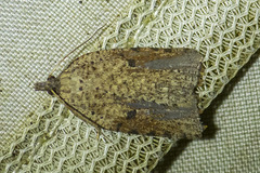 Meritastis