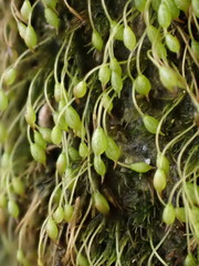 Blindiadelphus recurvatus