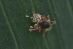 Halotydeus destructor