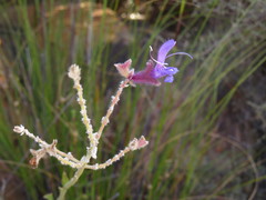 Salvia albicaulis