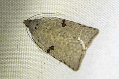 Meritastis polygraphana