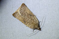 Meritastis polygraphana