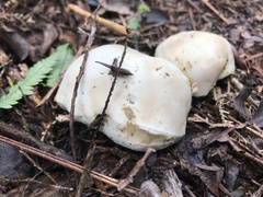 Boletus semigastroideus