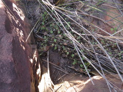 Centella villosa