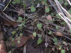 Centella villosa